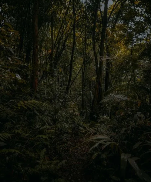 Forest Background